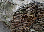 SX02865 Mushrooms on tree trunk in Soesterduinen.jpg